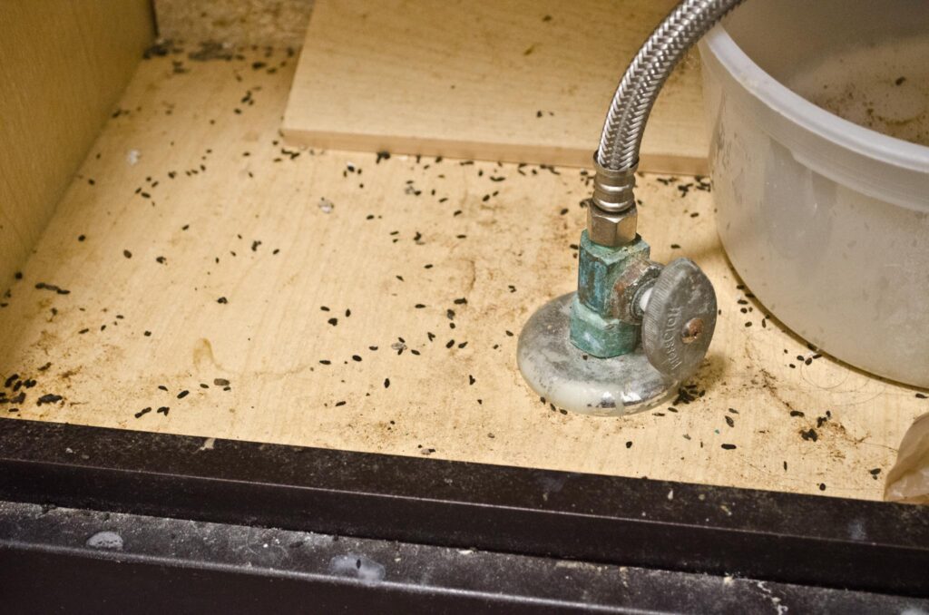 Prevent a Mouse Infestation in Your Apartment 2